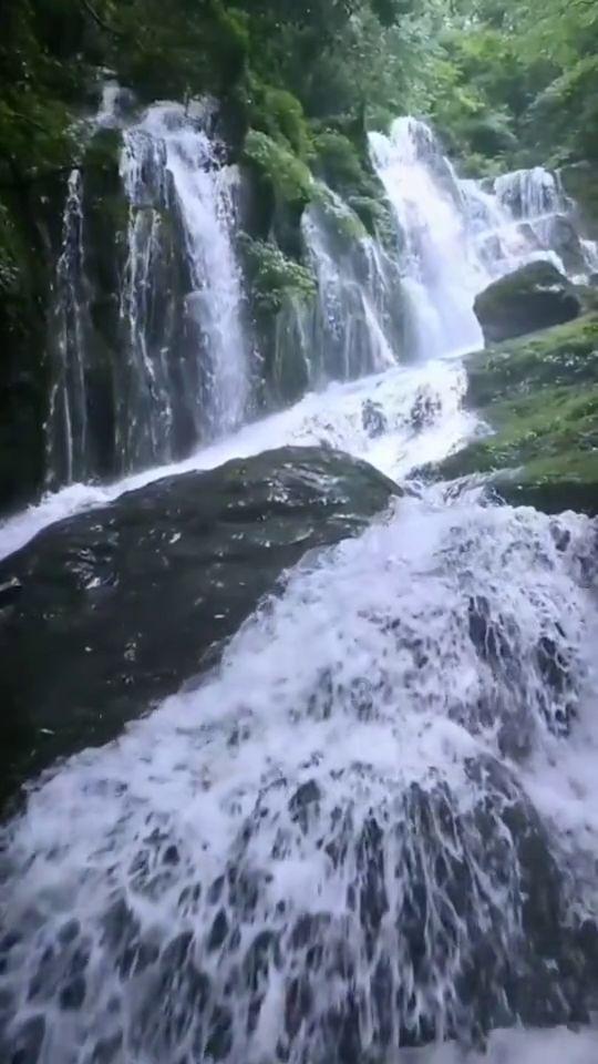 寻找奈良树花